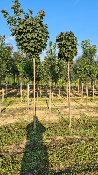 Acer Tei Platan Catalpa prunus pisardi