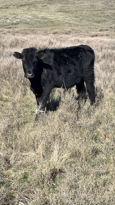 Еркек бұқалар сатылады