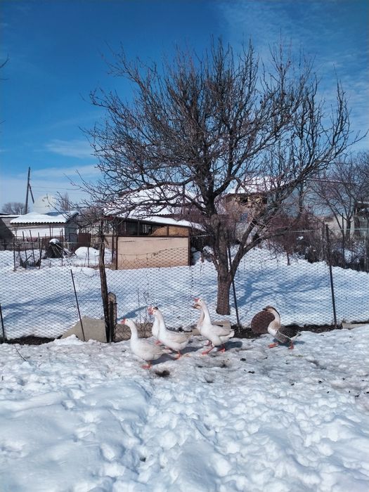 Продаются гуси..