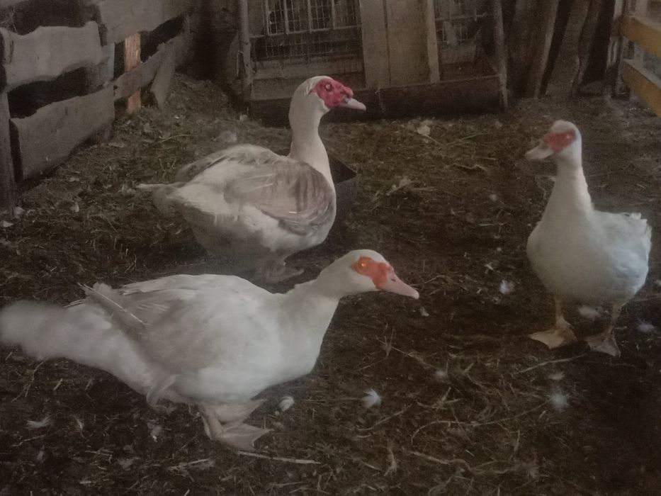 Продам семью индоуток