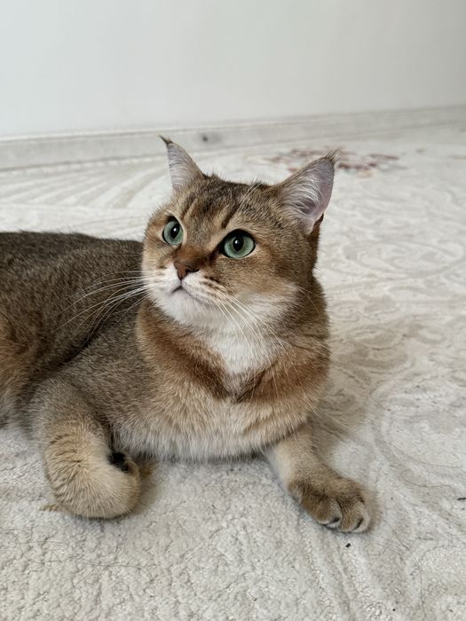 милый шотландский кот