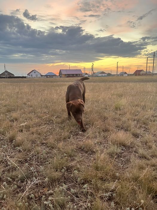 Вязка лабрадор мальчик шоколадного окраса