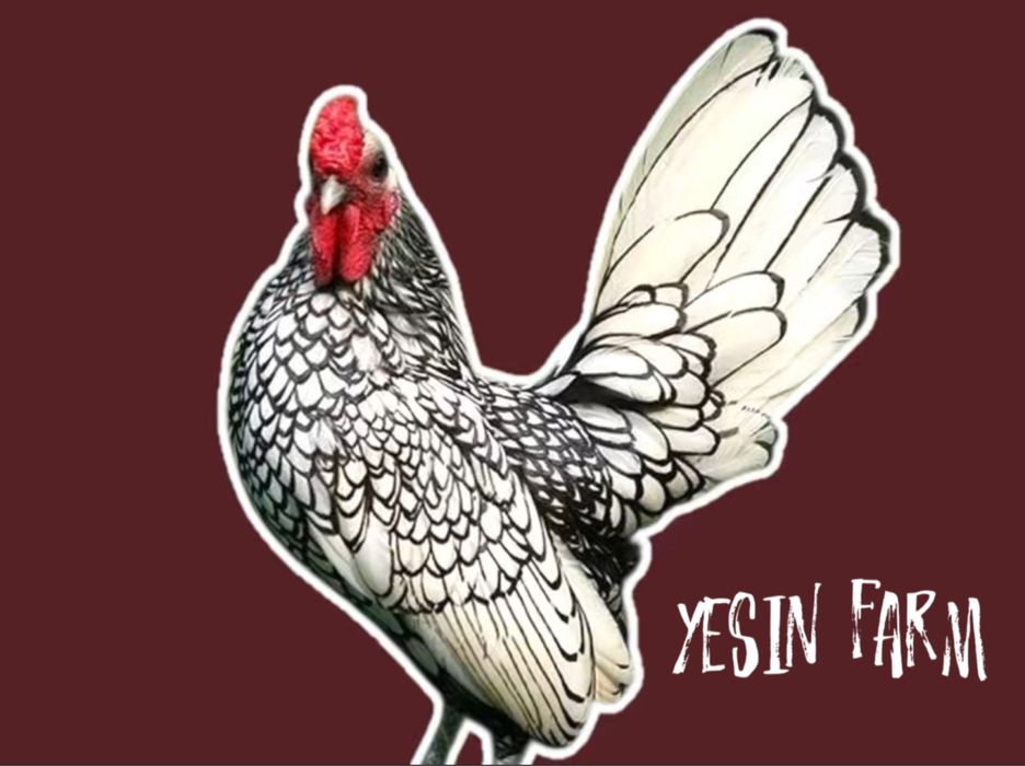 Породные куры инкубационные яйца под заказ свежая партия