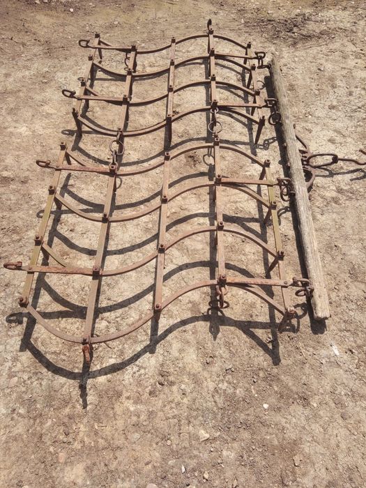 Grape grapi de vanzare