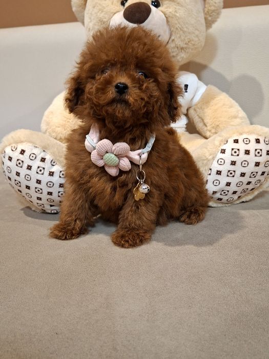 Той Пудел  Момиче с Документ за произход