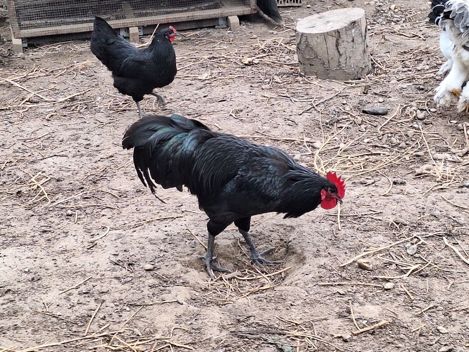 Cocosi Australop Negru