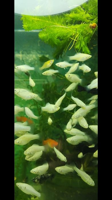 Моллинезия Велифера снежинка.