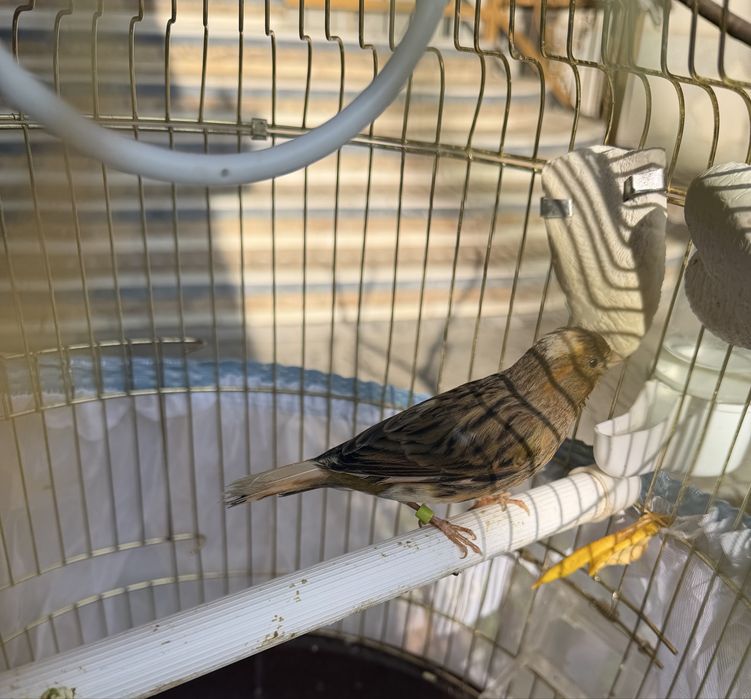 Продается канарейка вместе с клеткой