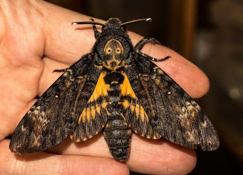 Бабочка бражник.