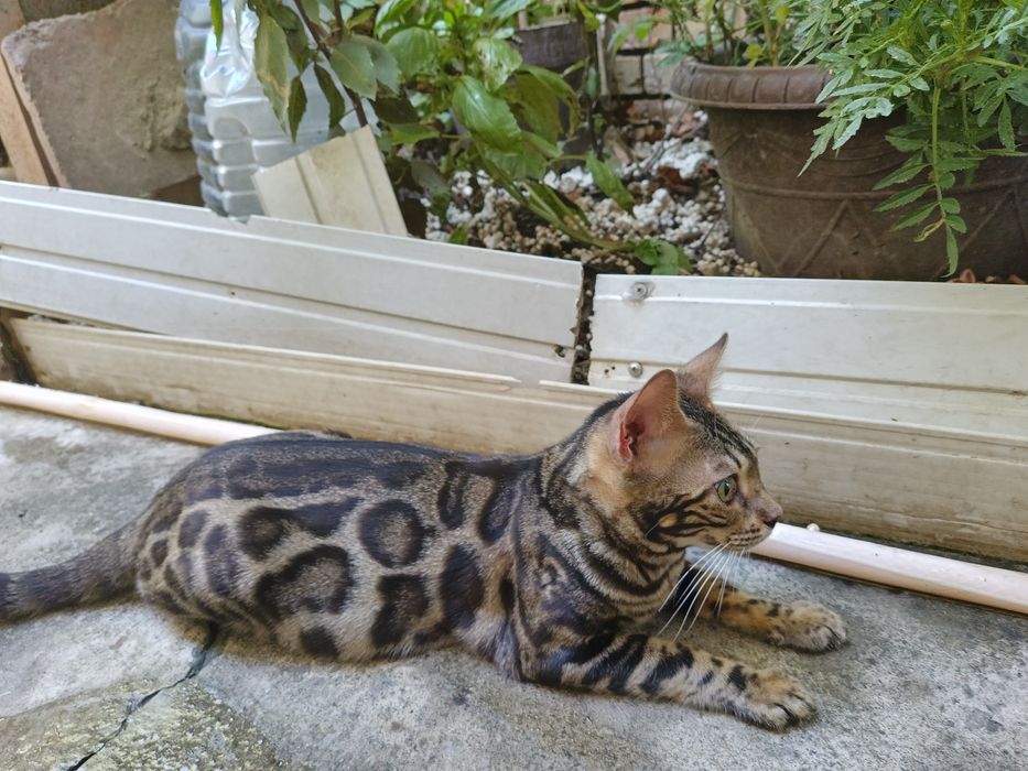 Котёнок Бенгал 5 мес