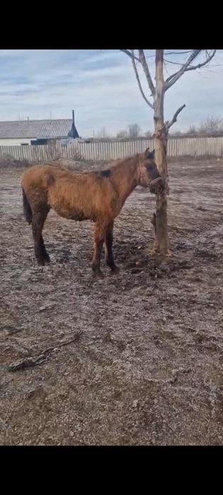 Жабағы сатылады еркек