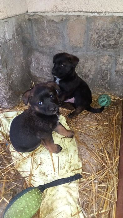 Подарявам кученца - белгийска овчарка (Малиноа) микс