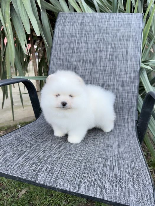 Померан мини момче. Померанче