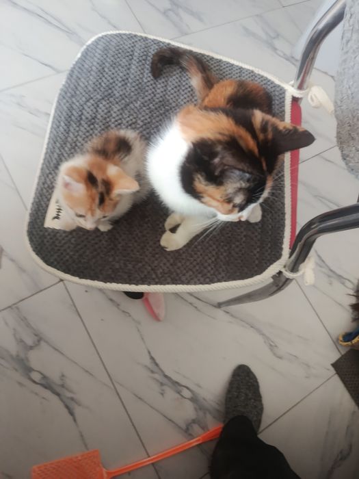 Отдам котят добрые руки