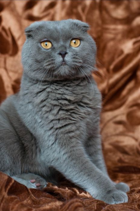 Skotish fold o‘g‘il mushuk sotiladi