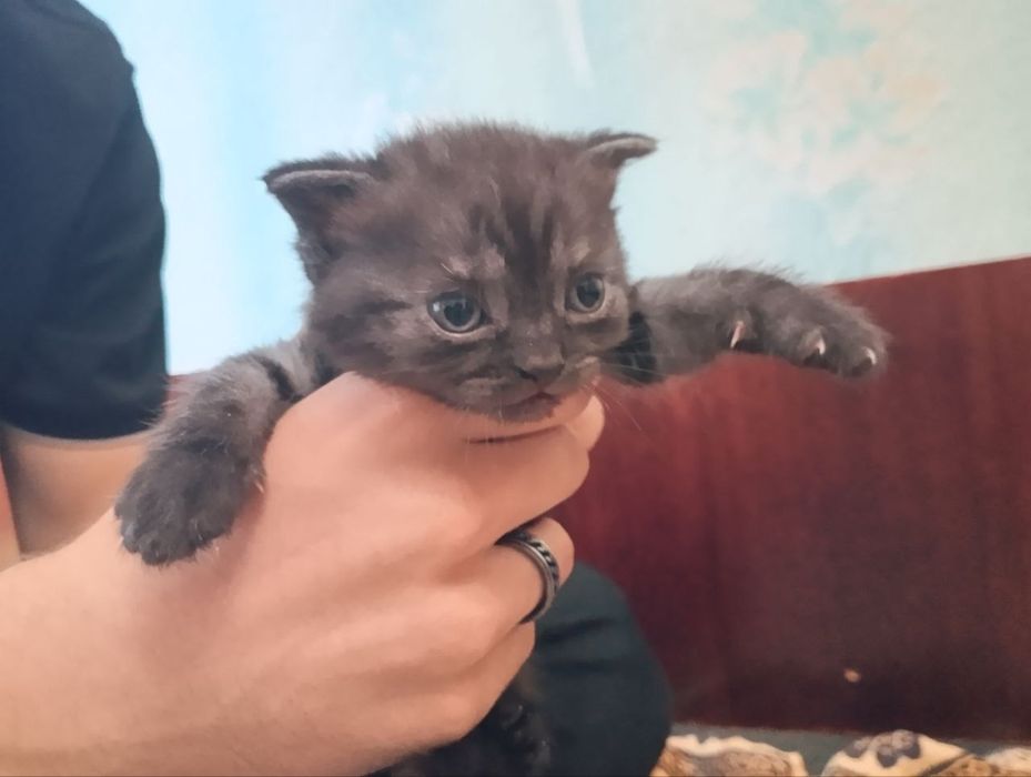 Шотландские вислоушки