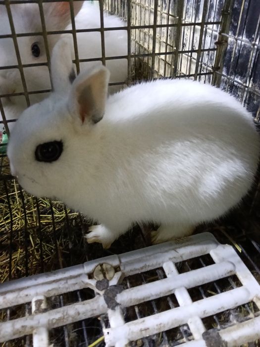 IEPURASI  Pitici De Vânzare