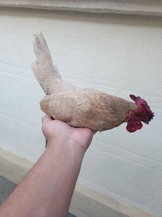 Yapon oq xoroz sotiladi