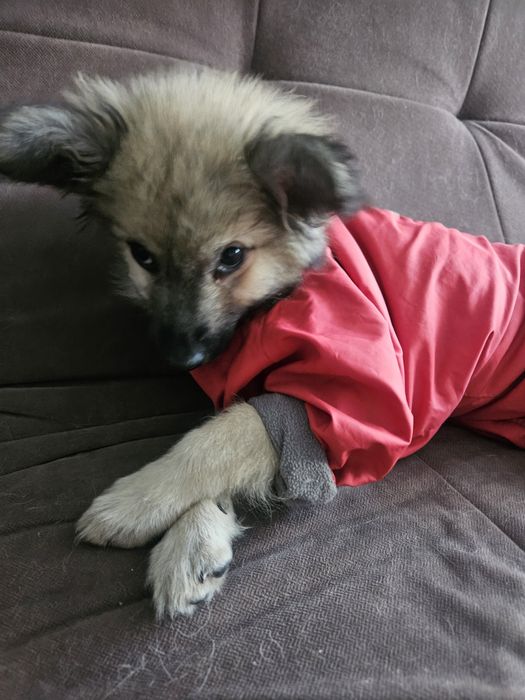 Ишем  дом для щенка.