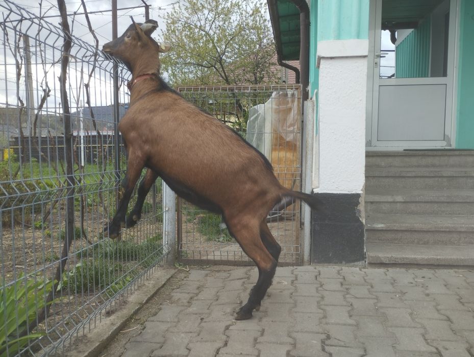 Masculi alpina franceza și anglonubiana