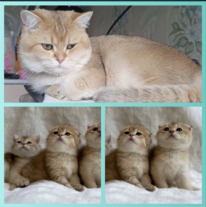 Шикарные коты Шиншиллы на вязку