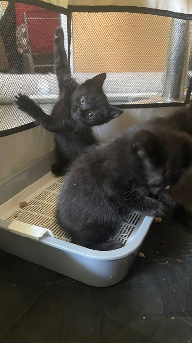 Отдам котят в хорошие руки
