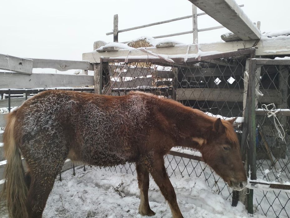 Продам лошадь, еркек тай