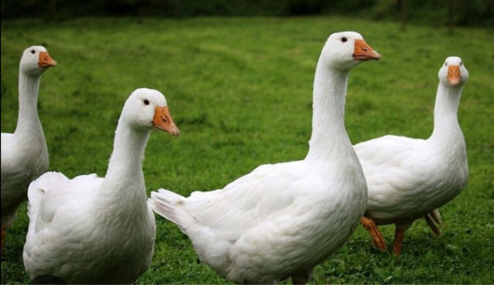 Gâște și rațe de vânzare