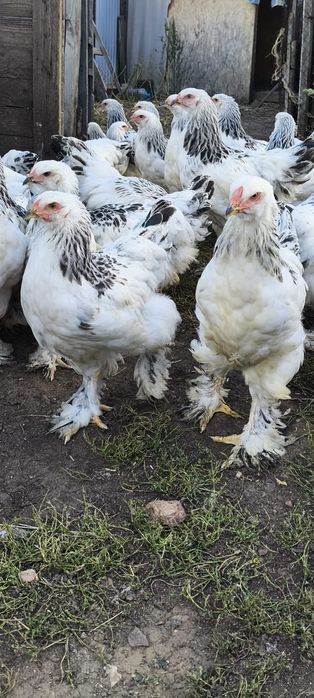 Продам цыплят брама белые