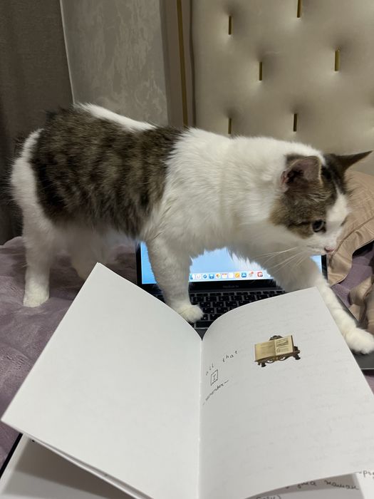 Кот бесплатно отдаётся в добрые руки