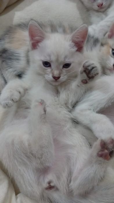 Ищем добрую семью для малышей