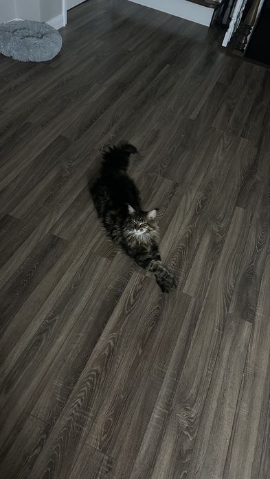 Роскошная кошка мейн-кун ищет дом