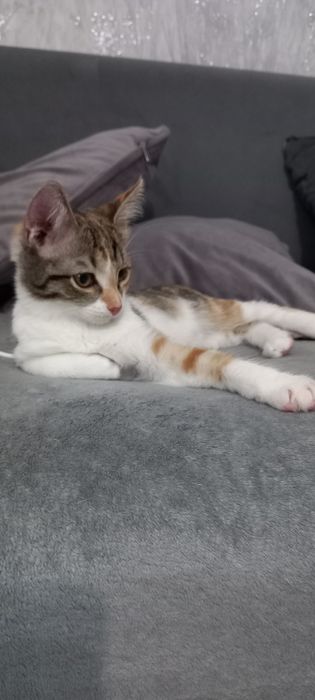 Отдам котят в добрые руки