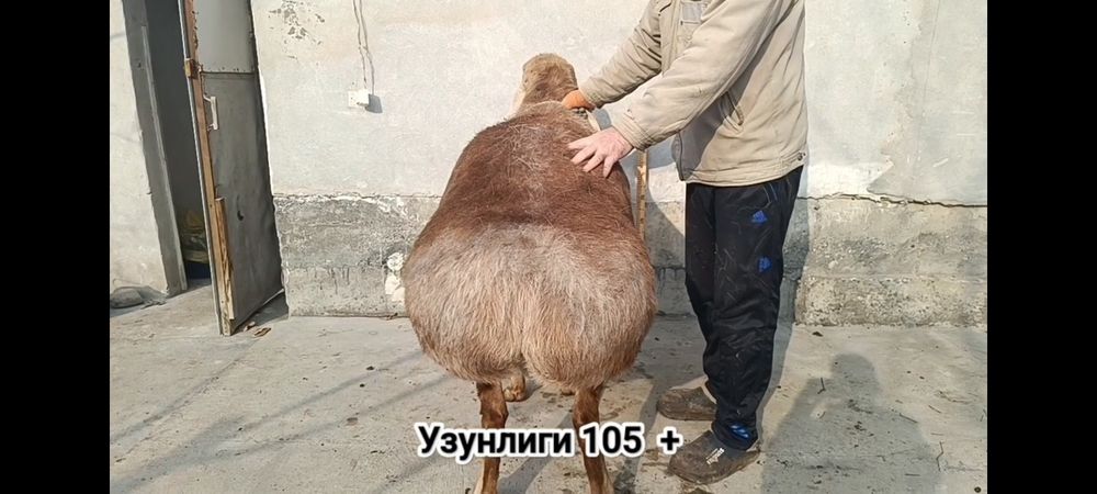 Арашан Кучкор зотли