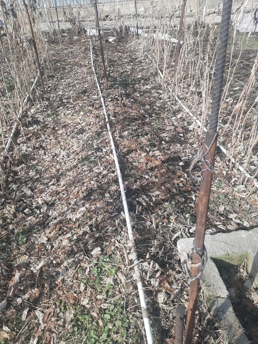 Смородина куст продам