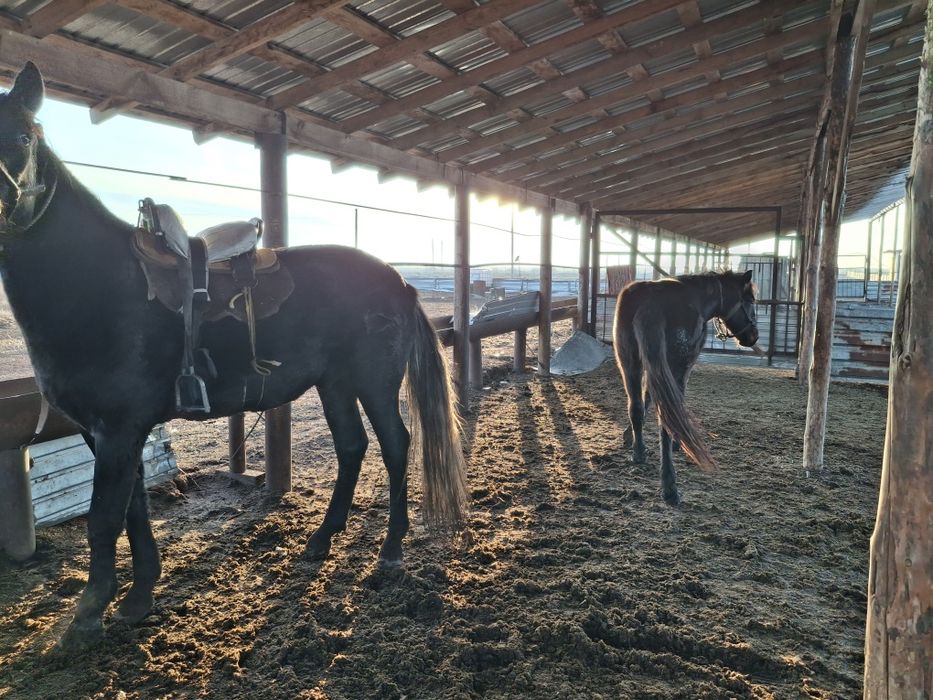 Продам жирных лошадей