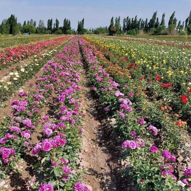 Atrgul koʻchatlari 75xil turdagi atrgul koʻchatlari bor