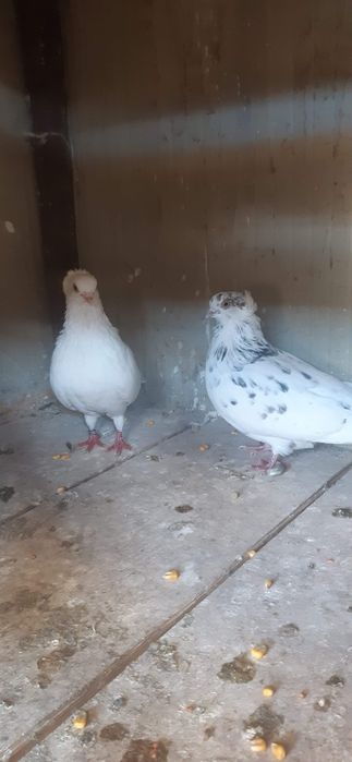 Porumbei jucatori de amara