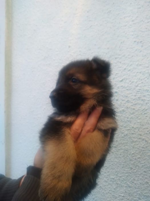 Щенки немецкой овчарки