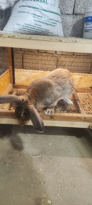 Куйон 5-6 кглик куйон