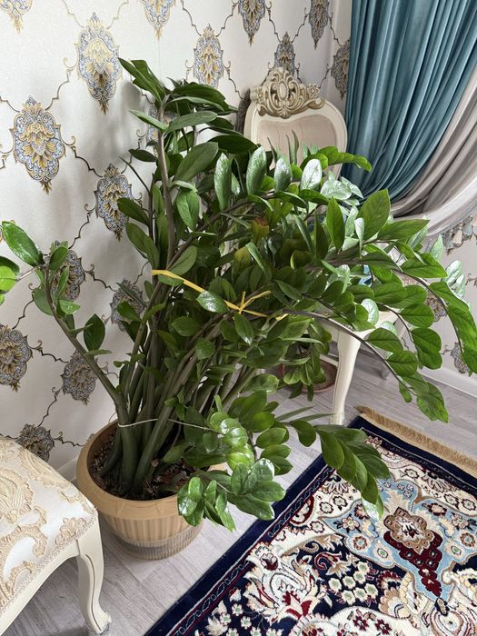 Долларовое дерево