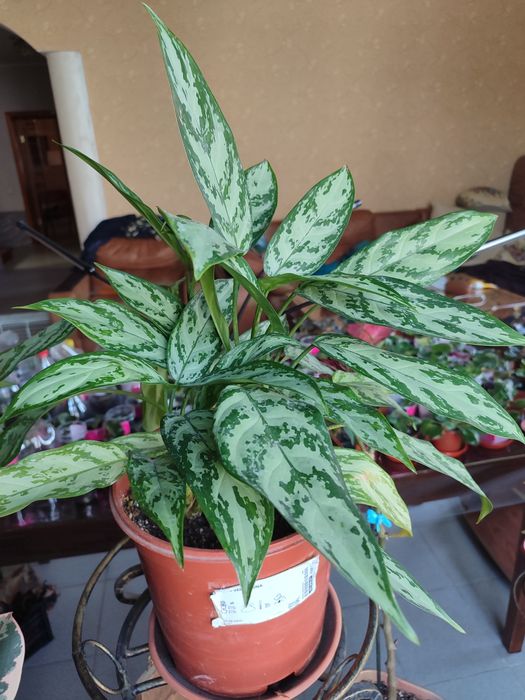Аглаонема Сильвер  6000