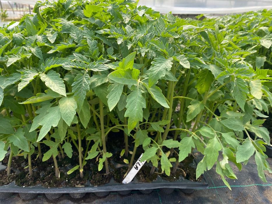 Rasaduri legume si flori Tartasesti