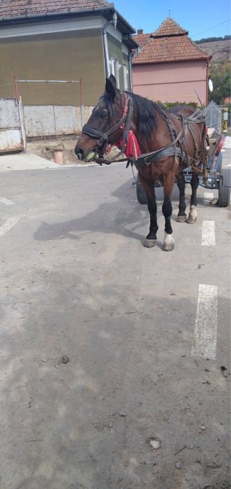 Cal cu cărută cu tot!!