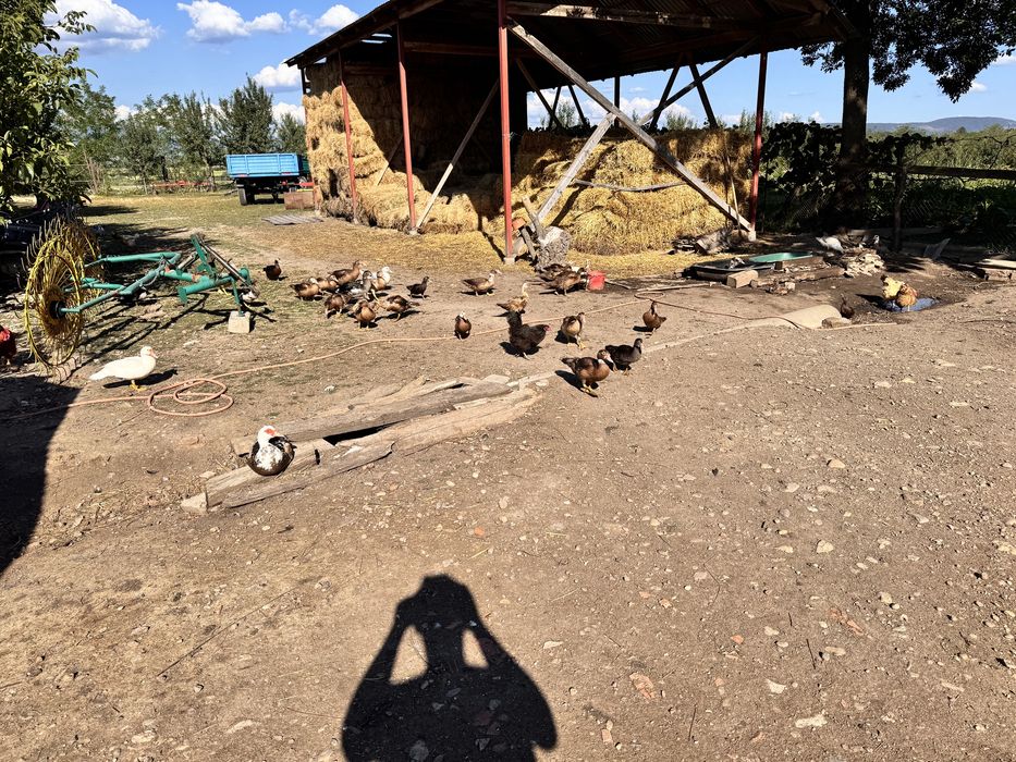 Vând rețe: 70 lei rățoi, 50 lei rață