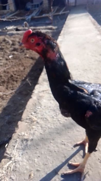 Куланги Даканг Хуроз урушадиган