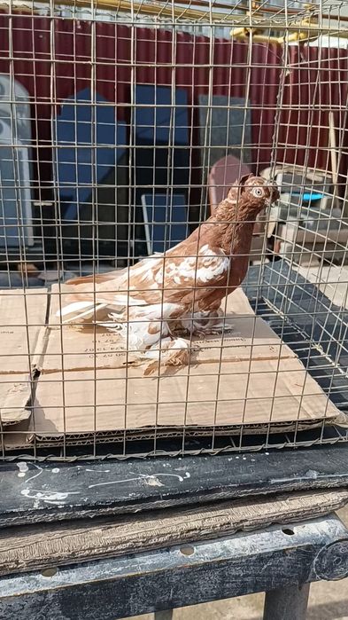 Голуби чин голубка