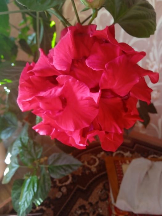 Продам цветок китайская роза