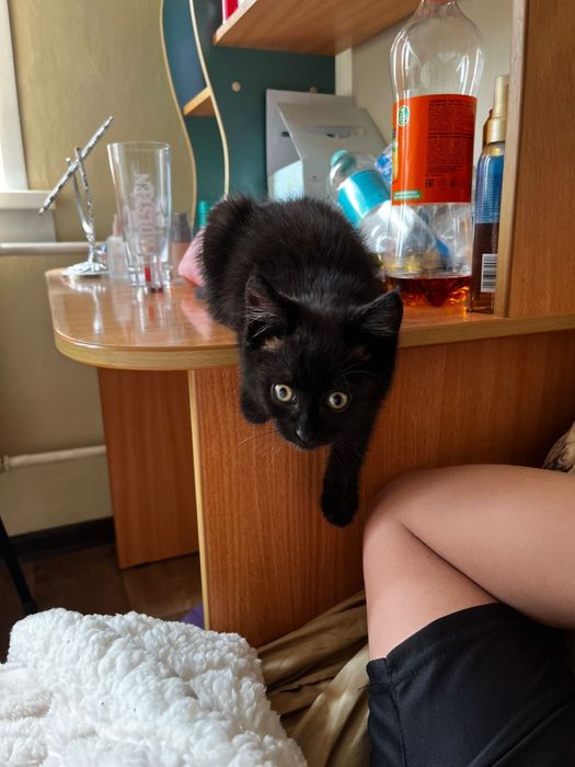 Котенок маленький
