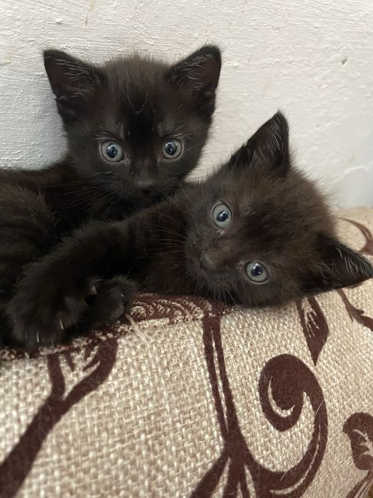 Отдам котят в добрые руки